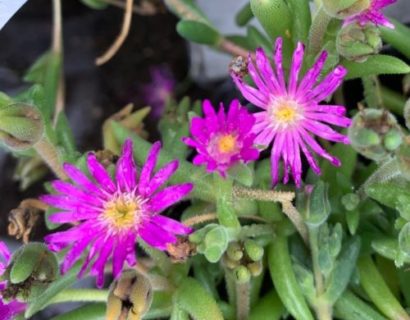 Delosperma Wheels of Wonder ‘Hot Pink’ (grote pot) - Ijsbloem