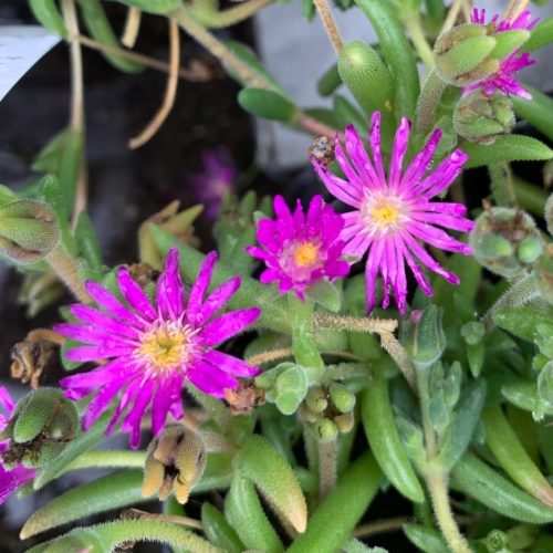 Delosperma Wheels of Wonder ‘Hot Pink’ (grote pot) - Ijsbloem