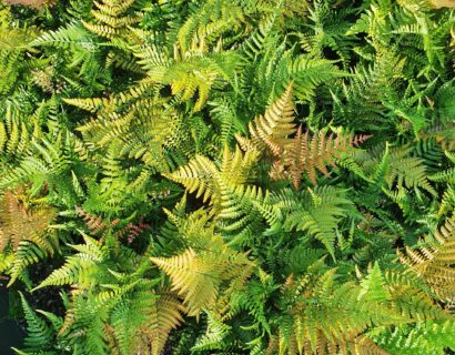 Dryopteris erythrosora ‘Prolifica’ - Rode Sluiervaren