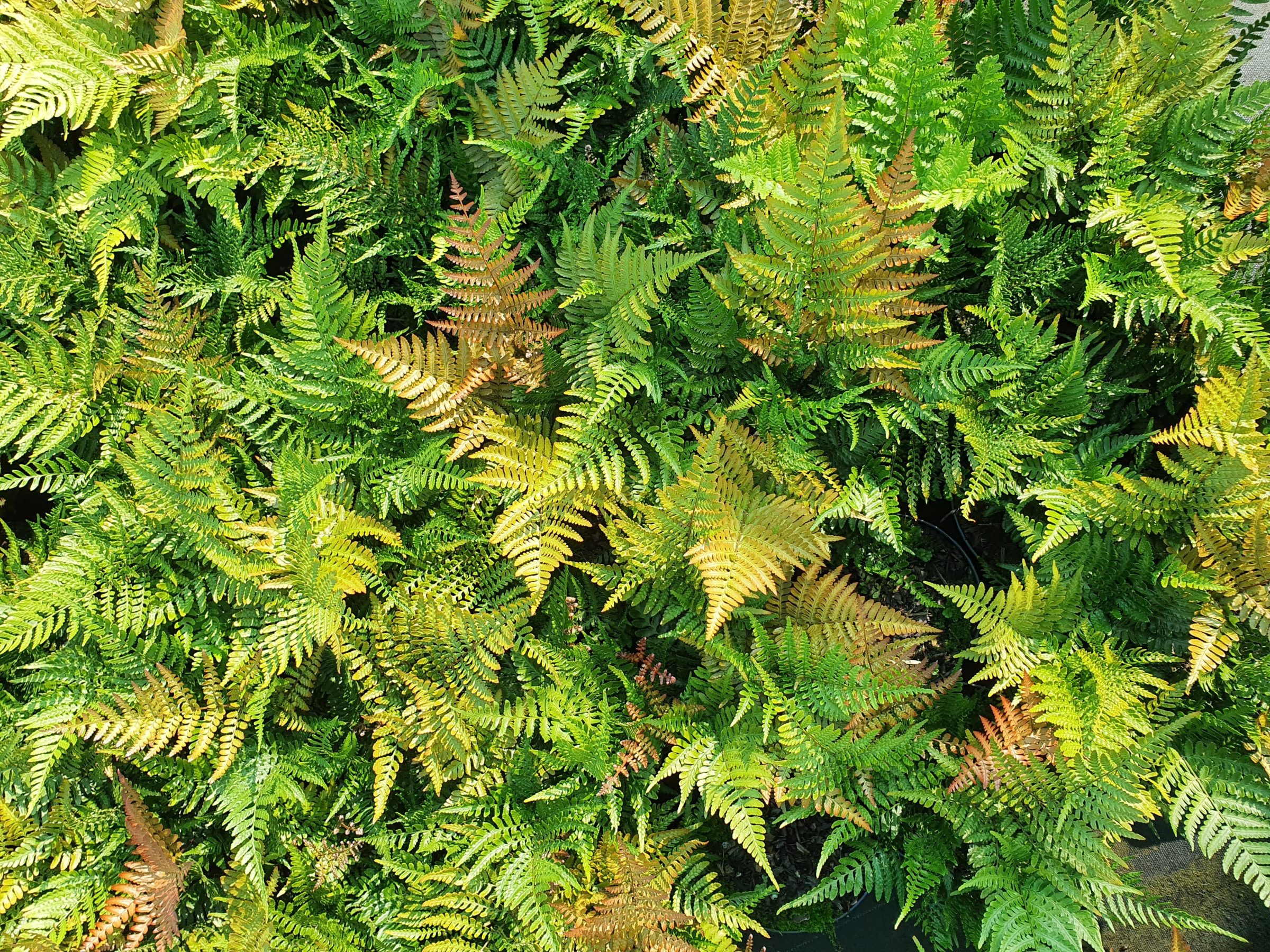 Dryopteris erythrosora ‘Prolifica’ - Rode Sluiervaren