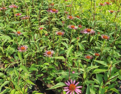 Echinacea purpurea ‘Pica Bella’ - Zonnehoed