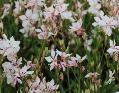 Gaura lindheimeri ‘Short Form’ - Prachtkaars