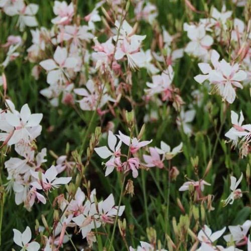 Gaura lindheimeri ‘Short Form’ (grote pot) - Prachtkaars