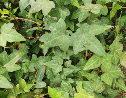 Hedera helix ‘Shamrock’