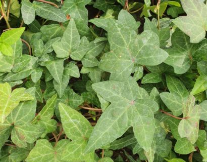 Hedera helix ‘Shamrock’ - Klimop