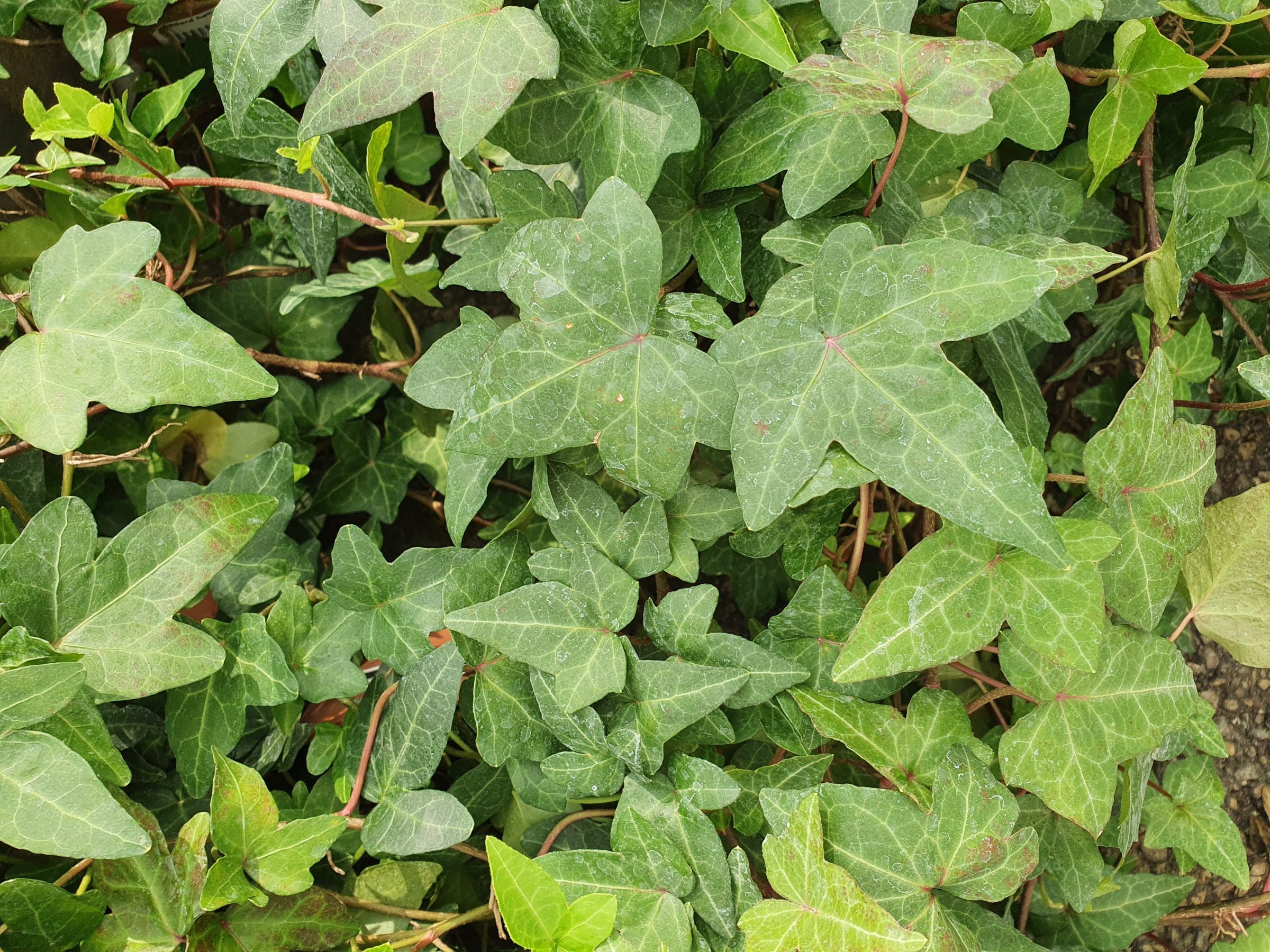 Hedera helix ‘Shamrock’ - Klimop