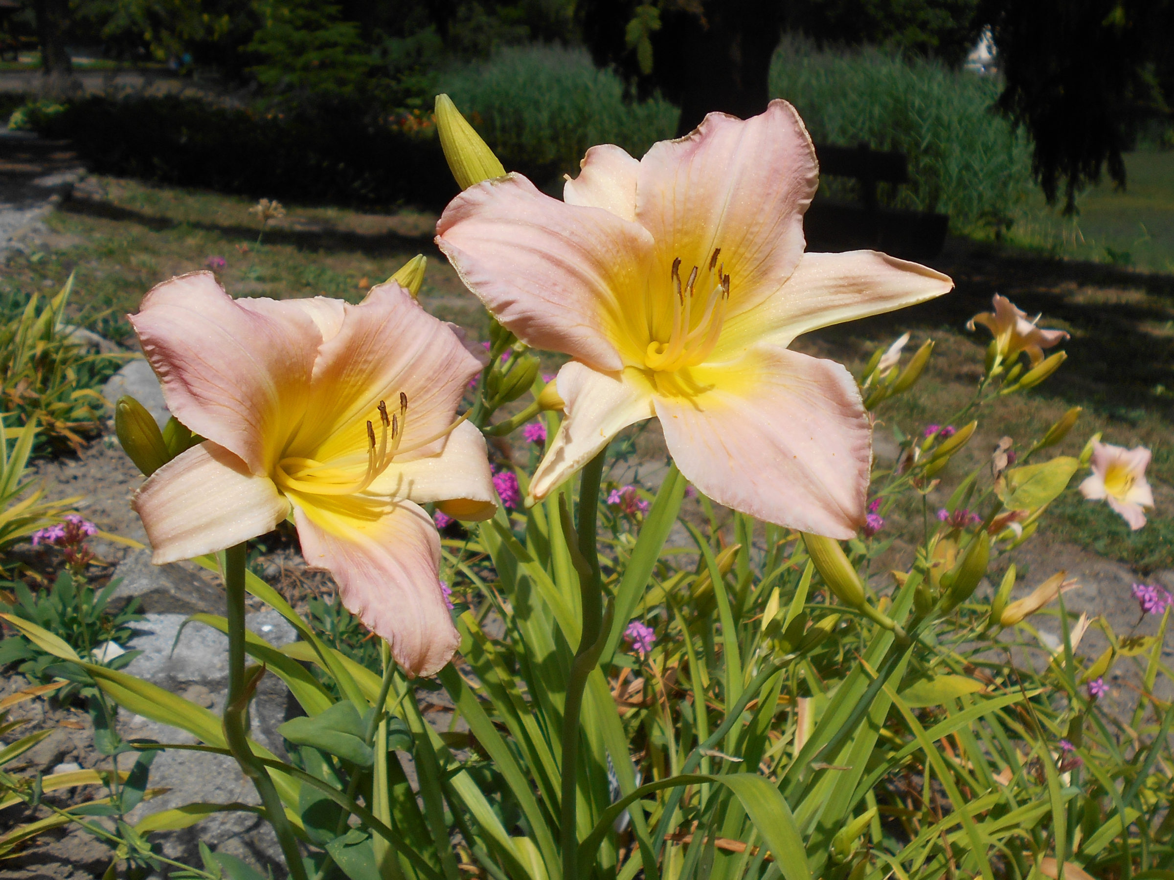 Hemerocallis ‘Catherine Woodbury’ - Daglelie