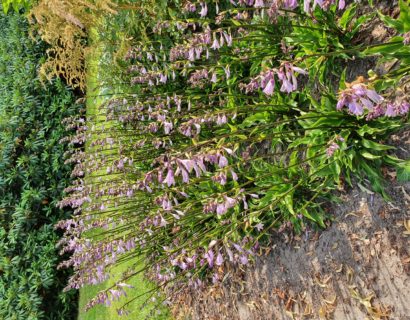 Hosta ‘Harry van Trier’