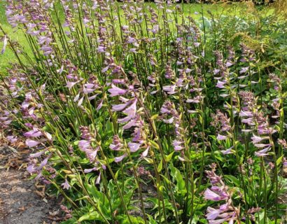 Hosta ‘Harry van Trier’ - Hartlelie