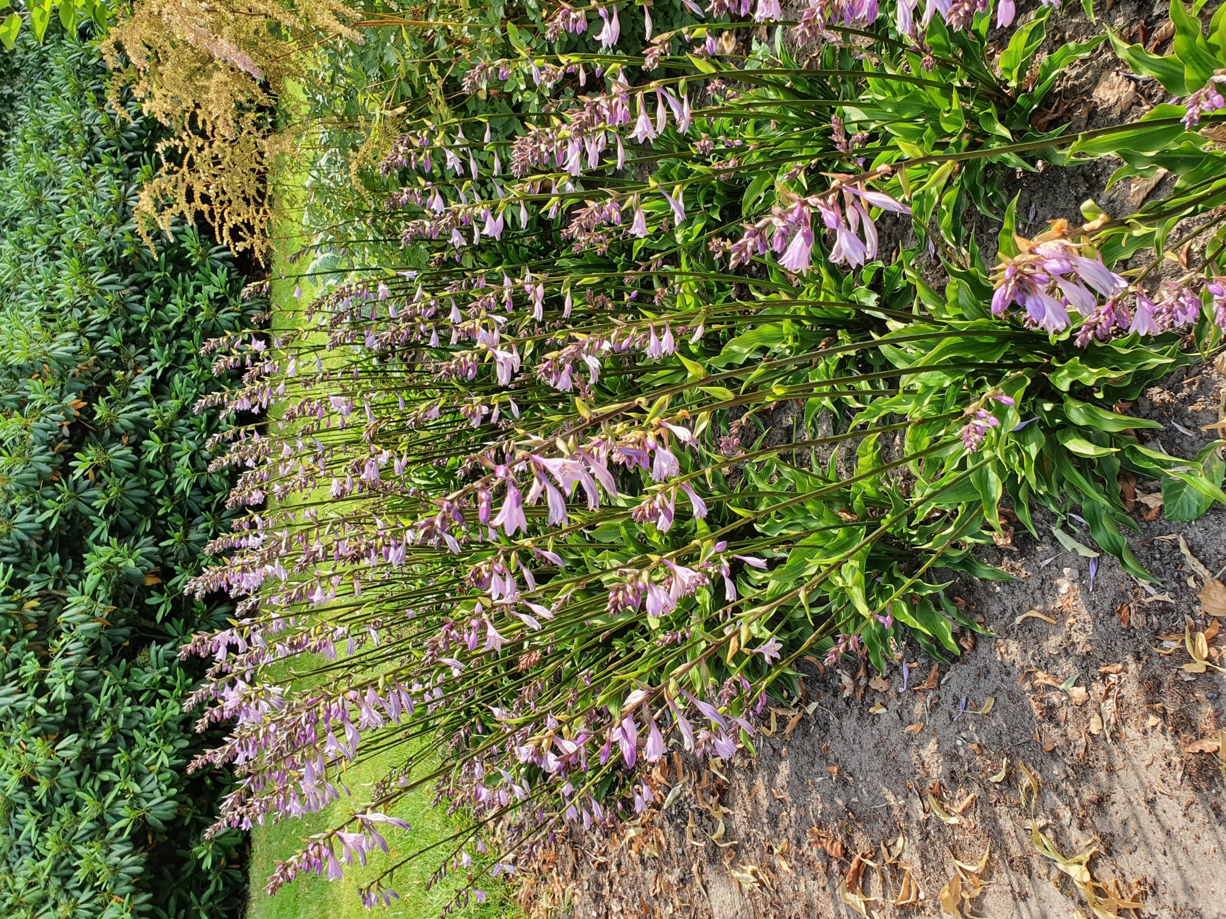 Hosta ‘Harry van Trier’ - Hartlelie