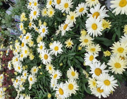 Leucanthemum ‘Banana Cream’ (grote pot) - Dwergmargriet