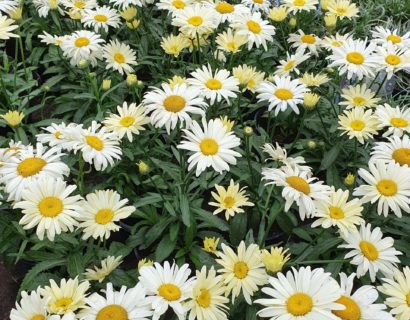 Leucanthemum ‘Banana Cream’ (grote pot) - Dwergmargriet
