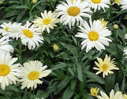 Leucanthemum ‘Banana Cream’ (grote pot) - Dwergmargriet