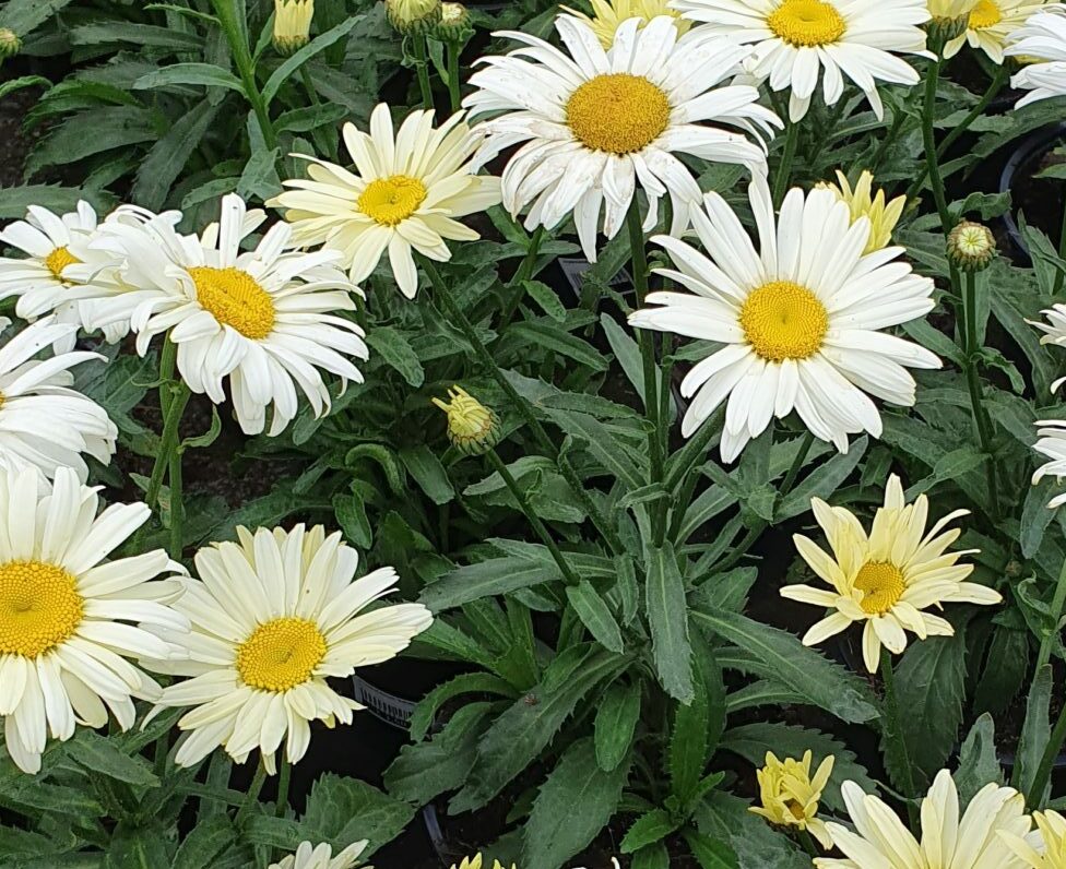 Leucanthemum ‘Banana Cream’ (grote pot) - Dwergmargriet