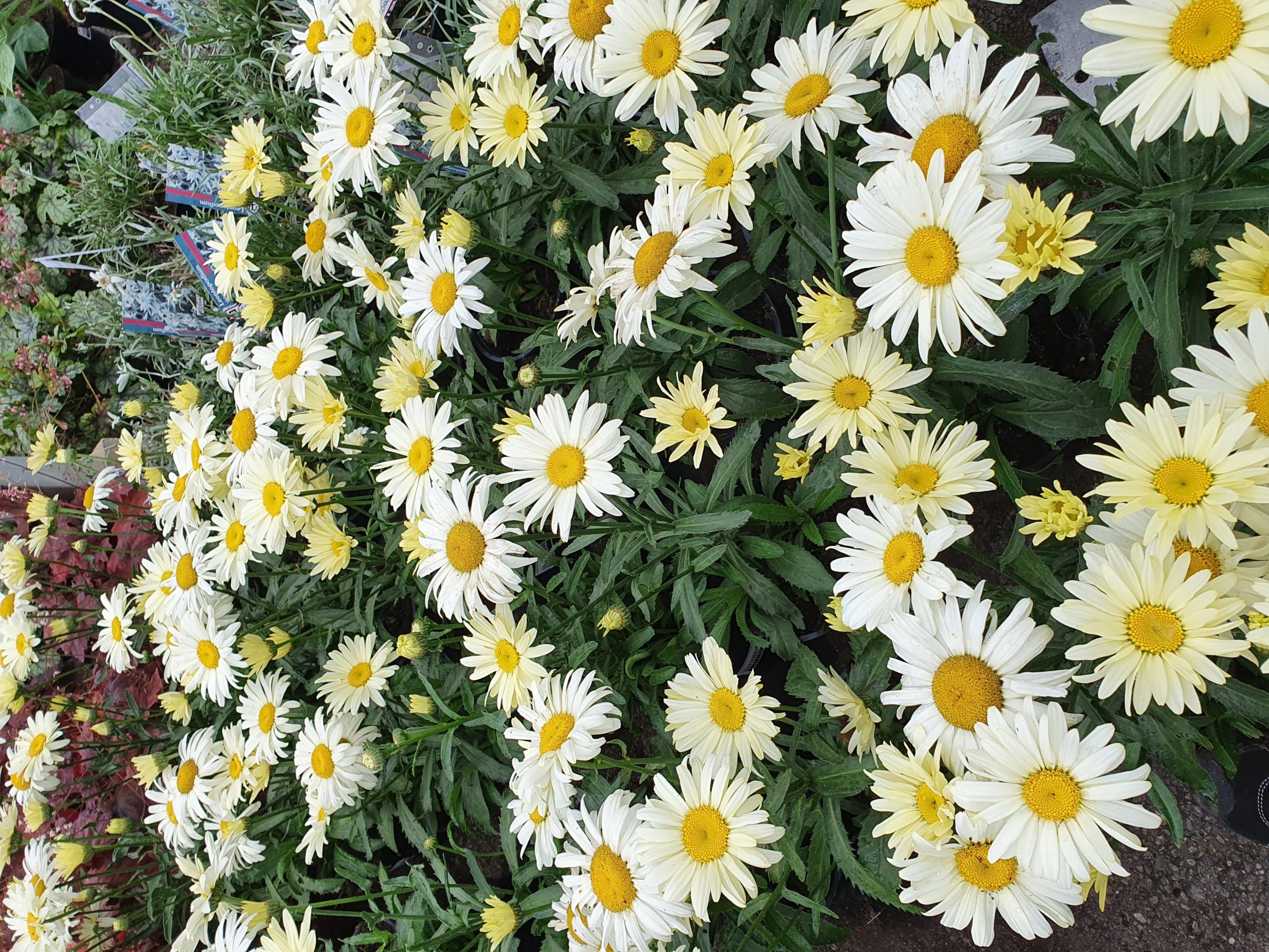 Leucanthemum ‘Banana Cream’ (grote pot) - Dwergmargriet