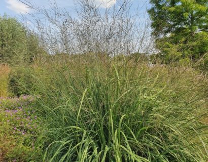 Molinia arundinacea ‘Skyracer’ - Pijpestrootje