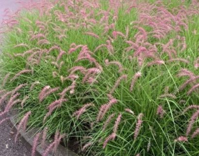 Pennisetum ‘Karley Rose’ (grote pot)