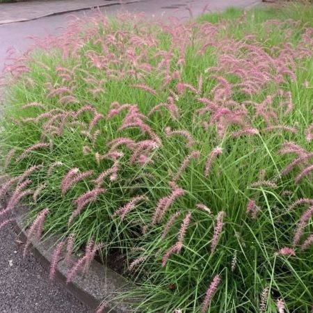 Pennisetum ‘Karley Rose’ (grote pot) - Lampenpoetsersgras