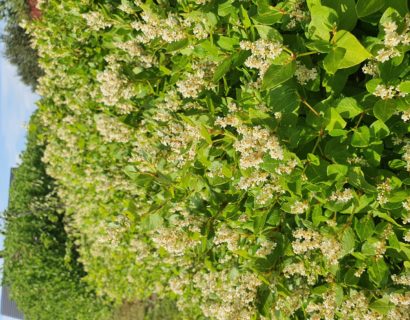 Persicaria hybride ‘Kahil’ - Duizendknoop