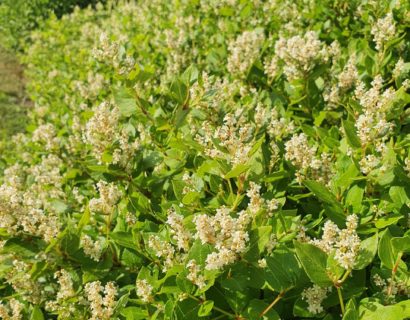 Persicaria hybride ‘Kahil’ - Duizendknoop