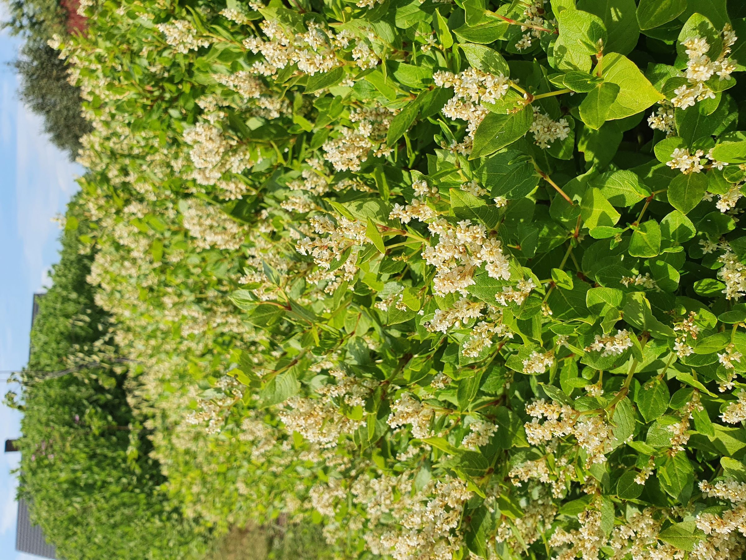 Persicaria hybride ‘Kahil’ - Duizendknoop