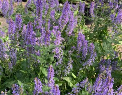 Salvia nemerosa ‘Blauhügel’ - Salie