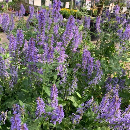 Salvia nemerosa ‘Blauhügel’ - Salie