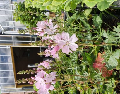 Sidalcea ‘Elsie Heugh’ - Griekse malva