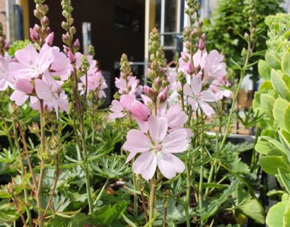 Sidalcea ‘Elsie Heugh’ - Griekse malva