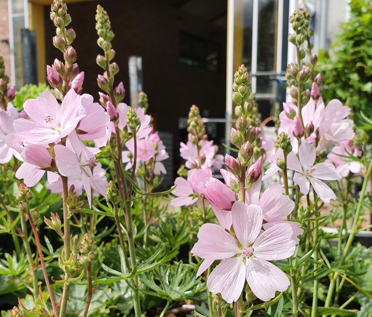 Sidalcea ‘Elsie Heugh’ - Griekse malva