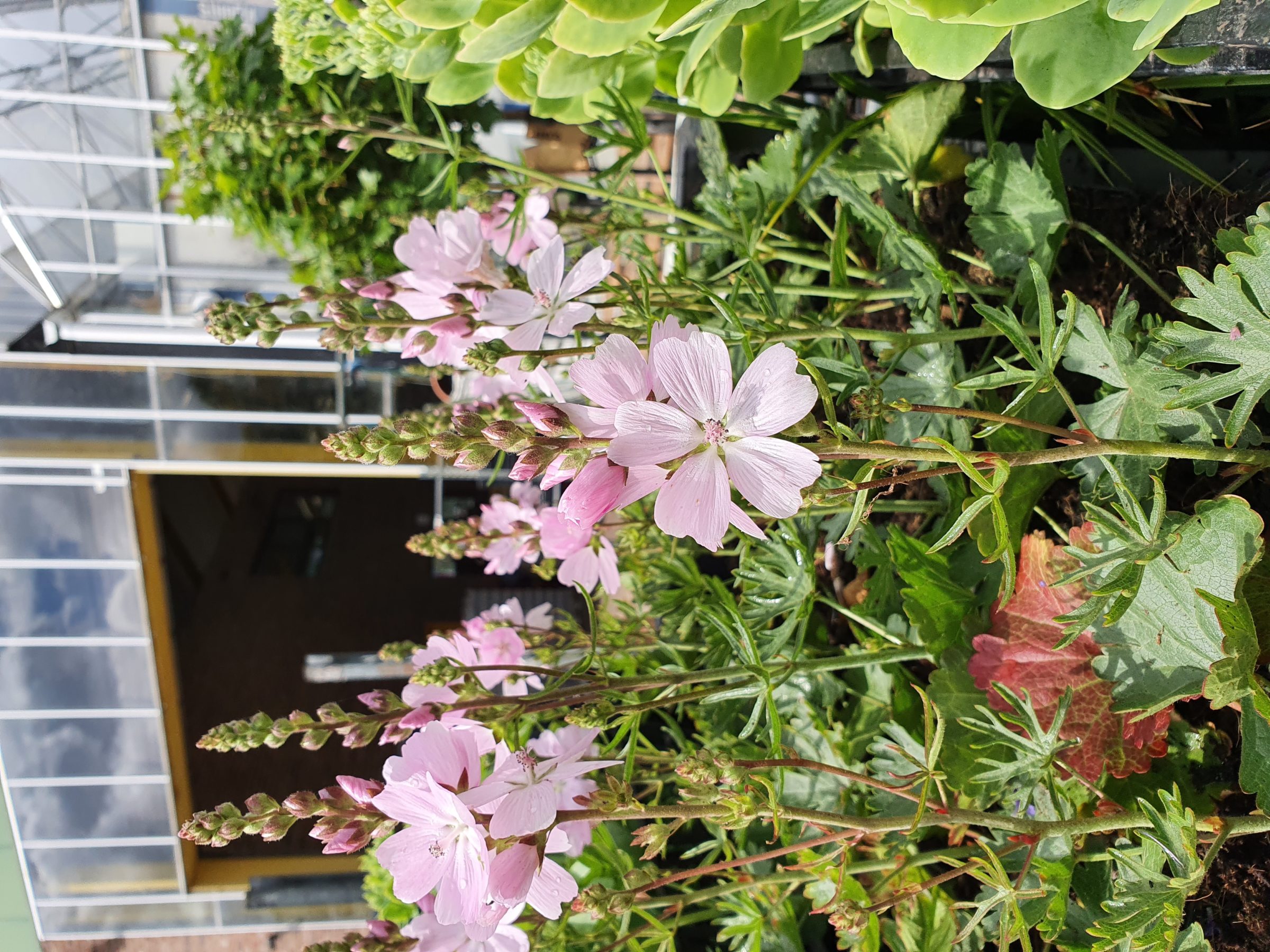 Sidalcea ‘Elsie Heugh’ - Griekse malva