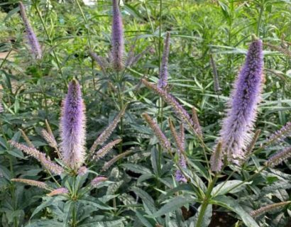 Veronicastrum virginicum ‘Cupid’ - Virginische ereprijs