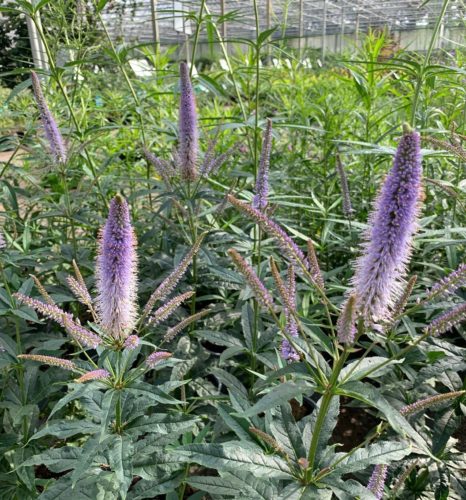 Veronicastrum virginicum ‘Cupid’ - Virginische ereprijs