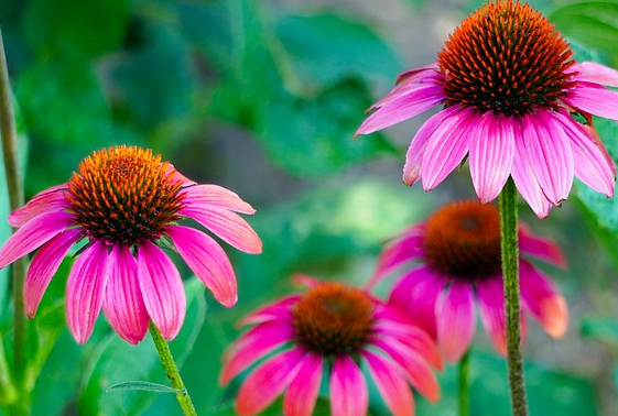 Echinacea purpurea ‘Pica Bella’ - Zonnehoed