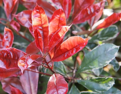 Photinia fraseri ‘Red Robin’ pot 1/4 stam - Glansmispel bolvorm op stam
