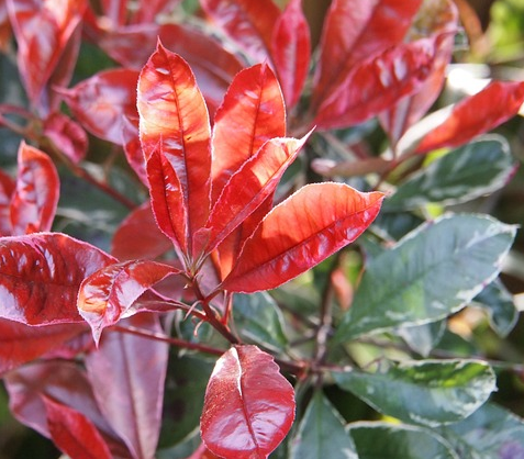 Photinia fraseri ‘Red Robin’ pot 1/4 stam