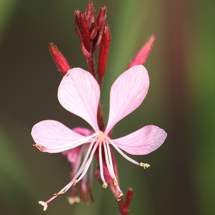 Gaura lindheimeri ‘Free Folk Rosy’ - Prachtkaars