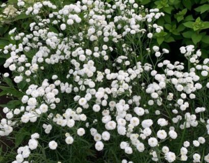 Achillea ptarmica ‘The Pearl’