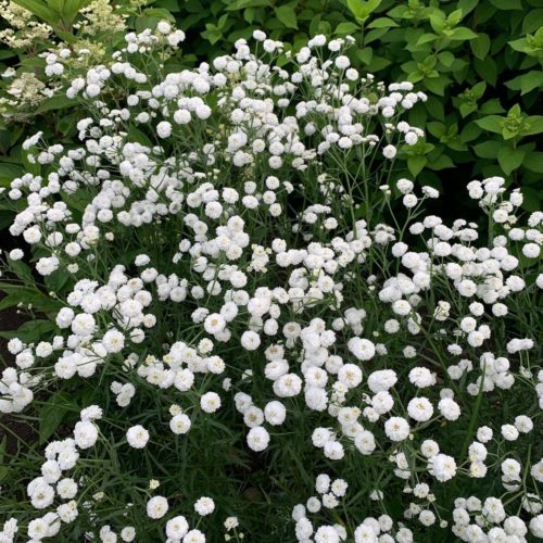 Achillea ptarmica ‘The Pearl’ - Duizendblad