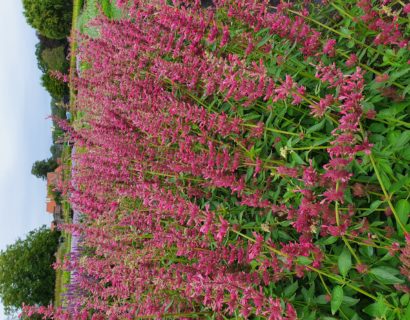 Agastache mexicana ‘Red Fortune’ - Anijsplant, dropplant