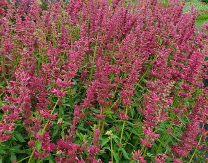 Agastache mexicana ‘Red Fortune’ - Anijsplant, dropplant
