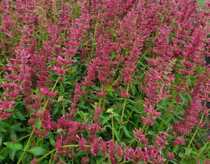 Agastache mexicana ‘Red Fortune’ - Anijsplant, dropplant