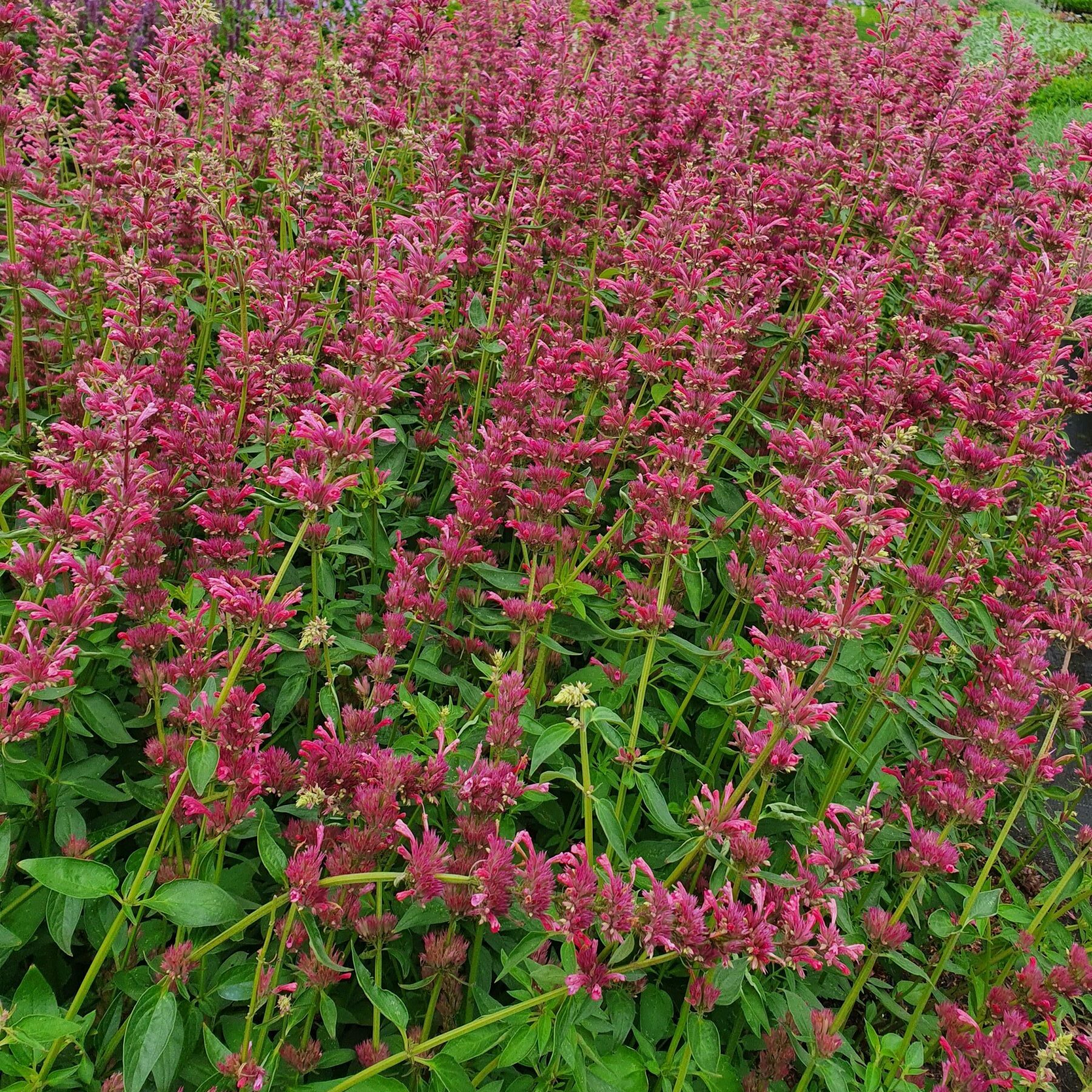 Agastache mexicana ‘Red Fortune’ - Anijsplant, dropplant