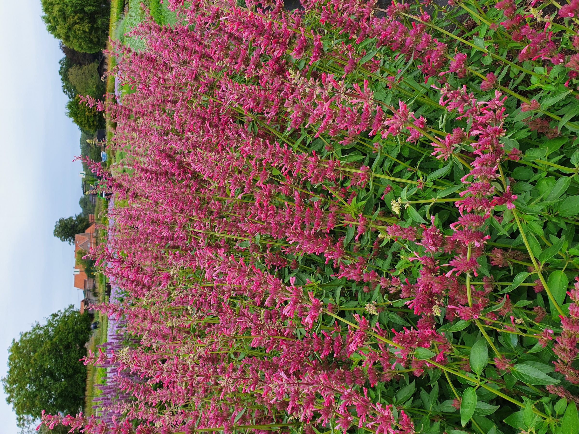 Agastache mexicana ‘Red Fortune’ - Anijsplant, dropplant