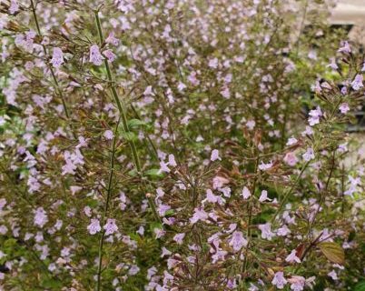 Calamintha nepata ‘Blue Cloud’ - Bergsteentijm, steentijm
