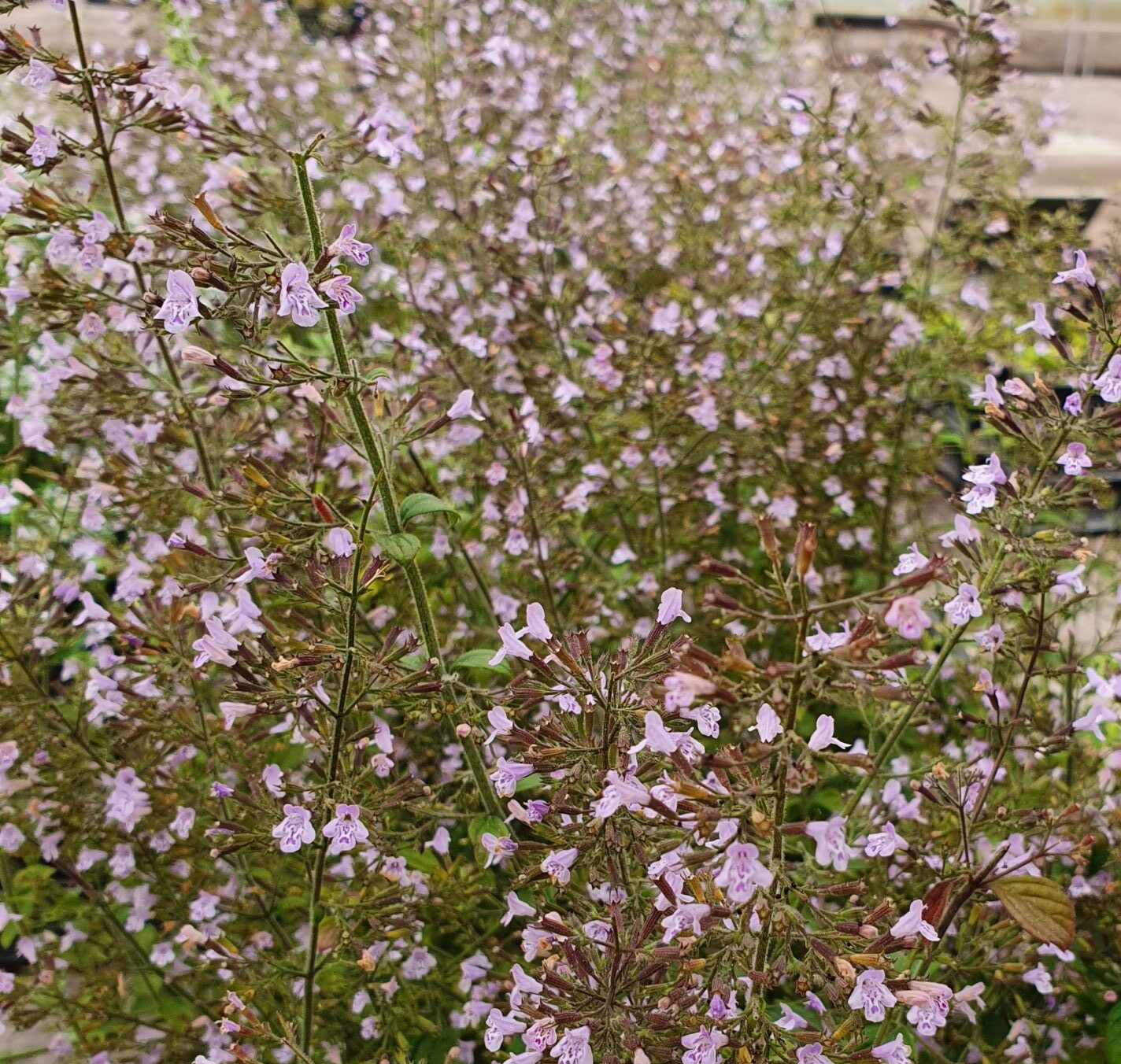 Calamintha nepata ‘Blue Cloud’ - Bergsteentijm, steentijm