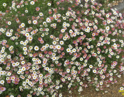 Erigeron karvinskianus - Fijnstraal