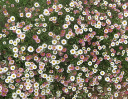 Erigeron karvinskianus - Fijnstraal