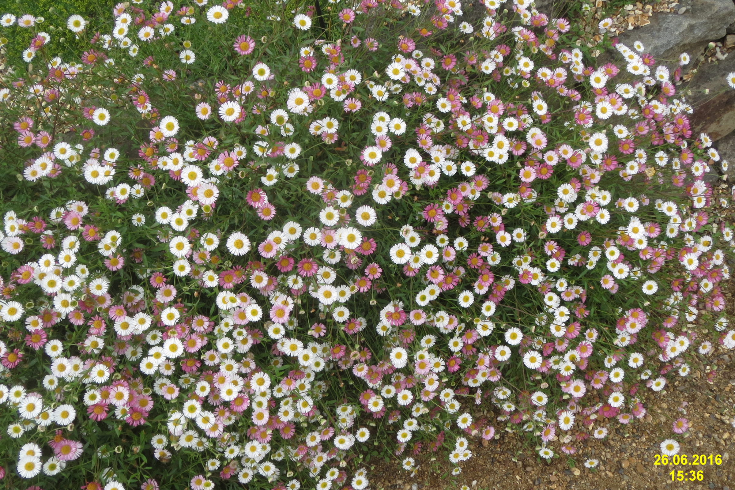 Erigeron karvinskianus - Fijnstraal