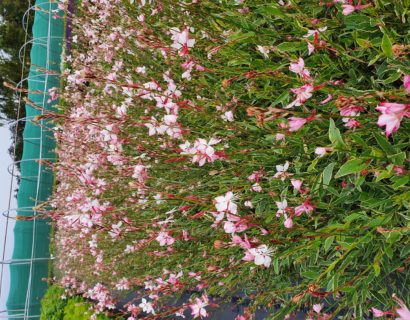 Gaura lindheimeri ‘Free Folk Rosy’ - Prachtkaars